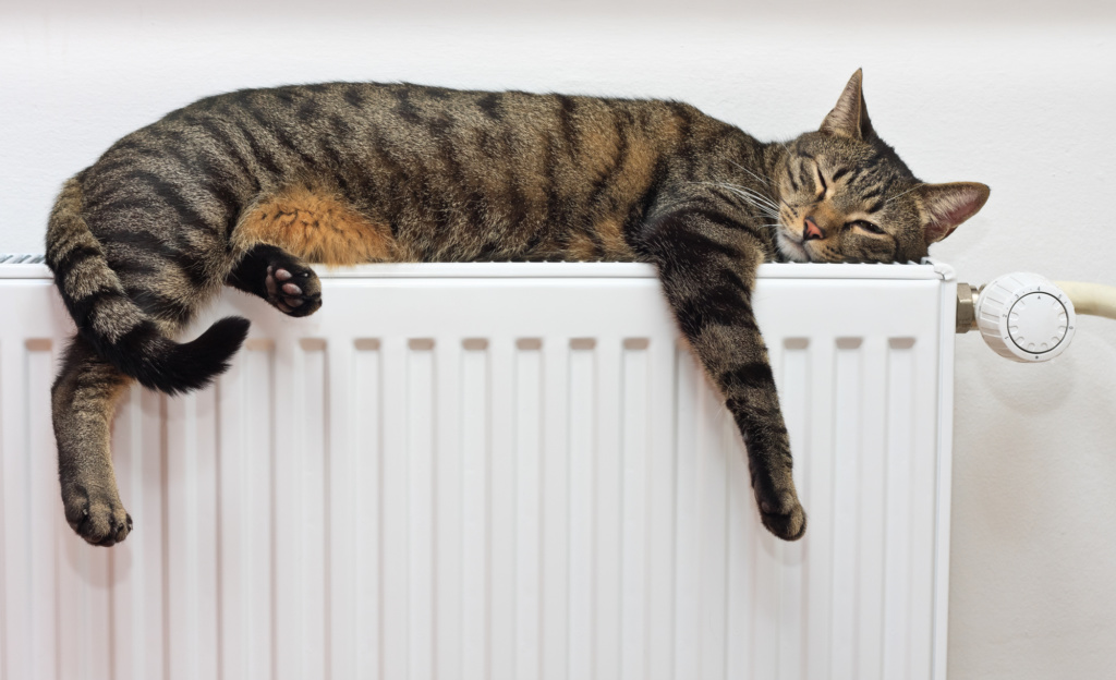 cat sleeping on a radiator